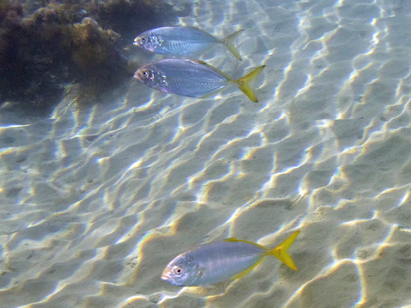 Lessepsian migrants into the Mediterranean Sea from Cyprus